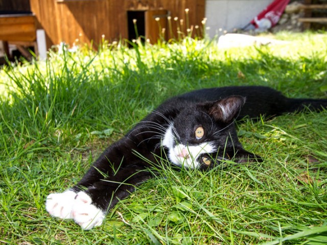 Hotel-Pension Wildschütz