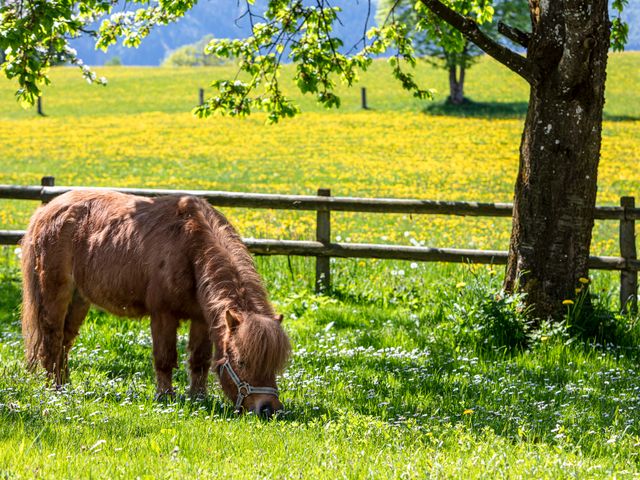 Biobauernhof Oberhasling