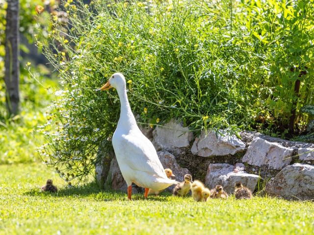 Biobauernhof Mittermoos