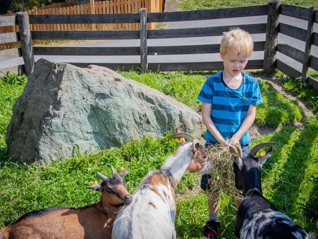 Familienbauernhof Griesbichlhof im Grossarltal