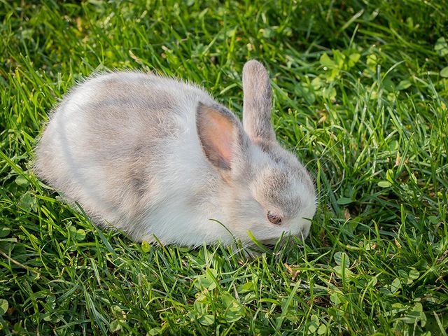 Bauernhof Schaidreithof in Grossarltal