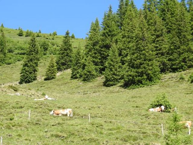 Almhütte Vorderkaser