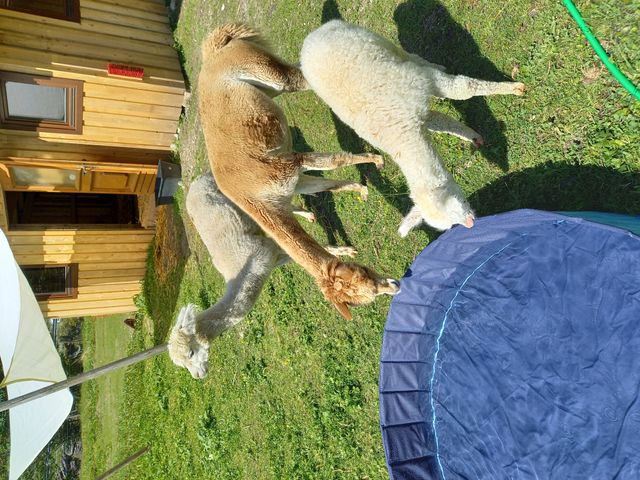 Ferienwohnungen Steinhäusl