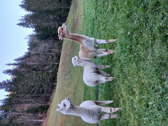 Ferienwohnungen Steinhäusl