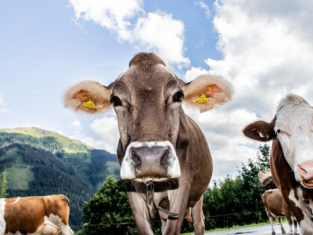 Appartement Neureithof