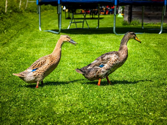 Bergbauernhof Neuhaus in Hüttschlag