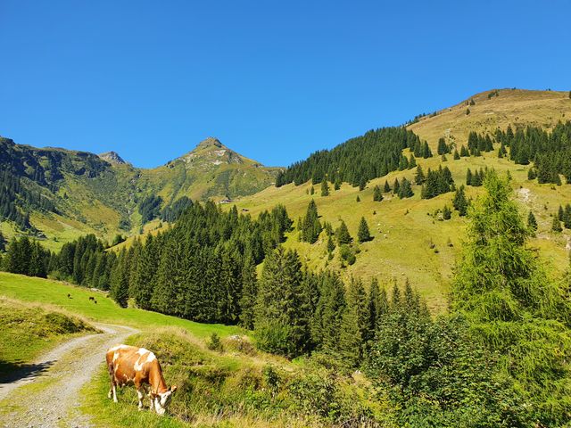 Sportchalet Viehhofen Ferienhaus