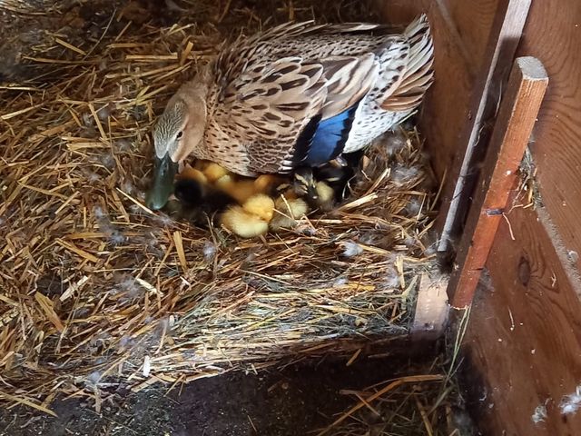 Ferienwohnung "Barbara" Neuhaus