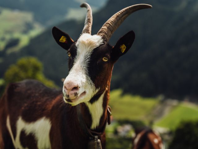 Appartements Martenhof