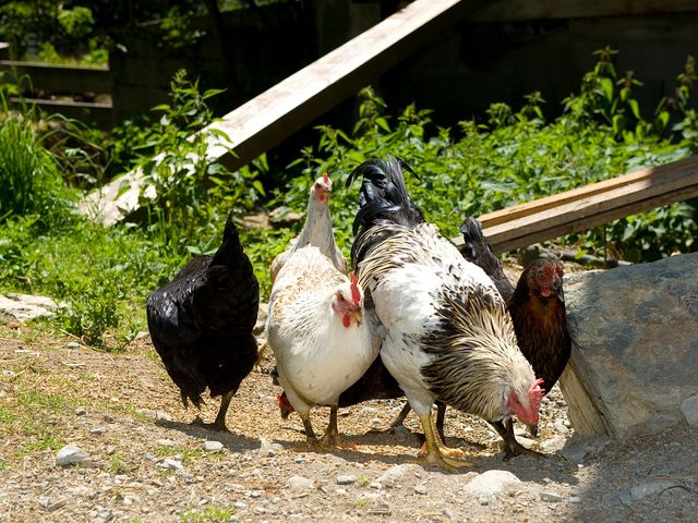 Appartements Martenhof